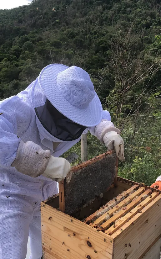 Apicultor examinando um quadro de melgueira na mata preservada da Fazenda Engenho
