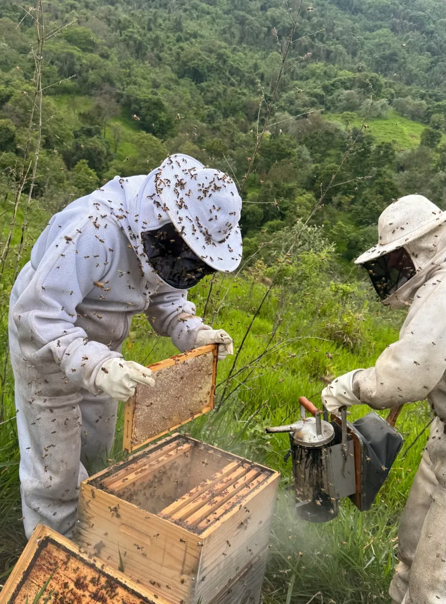 Apicultores abrindo a colmeia com o fumigador na mata da Fazenda Engenho
